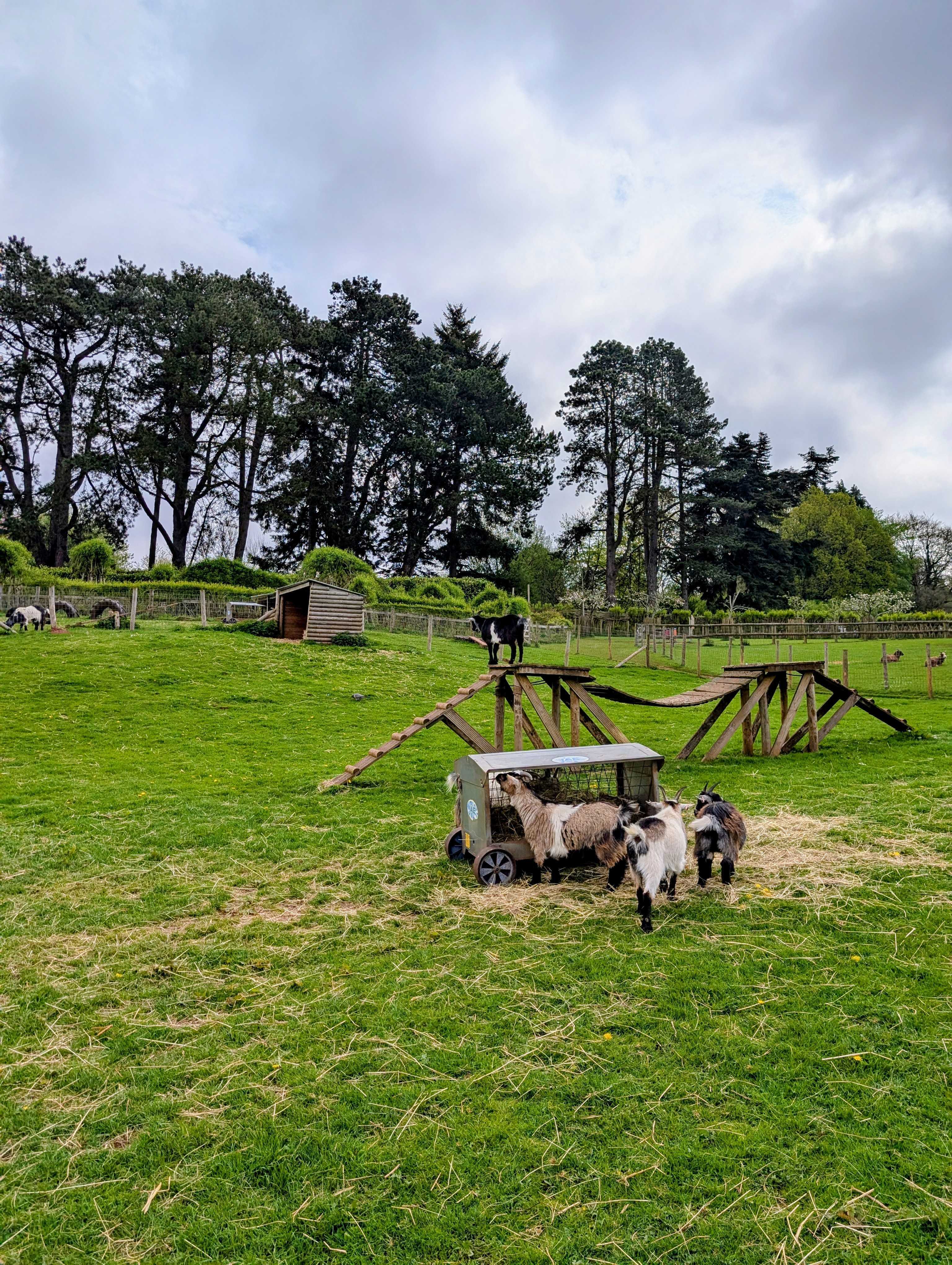 Puzzlewood Goats