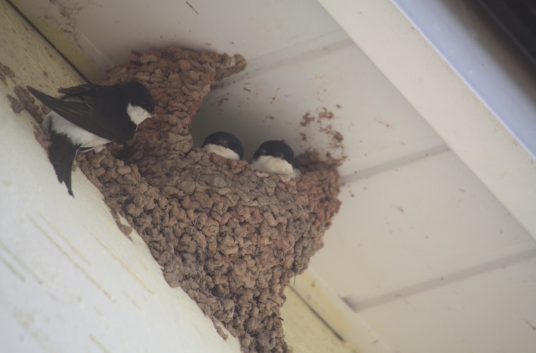House Martins Nesting