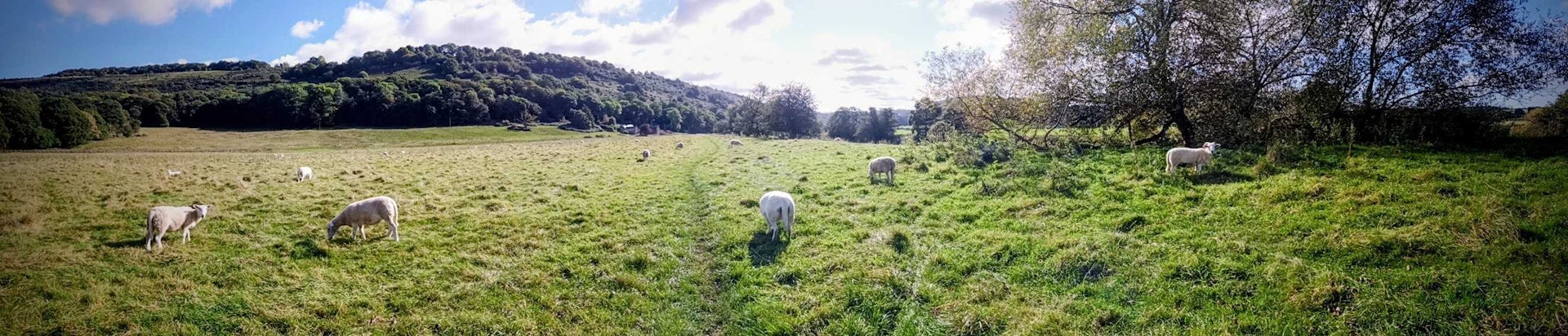 Sheep In Field