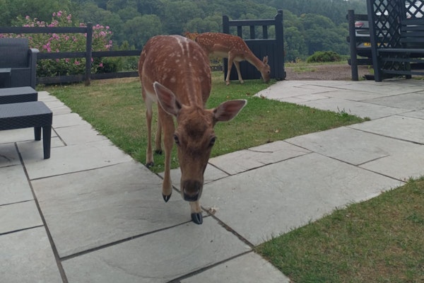 QC Deers