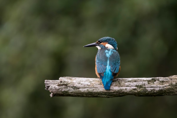 Kingfisher by river