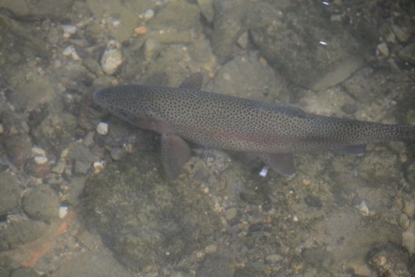 Bakewell trout