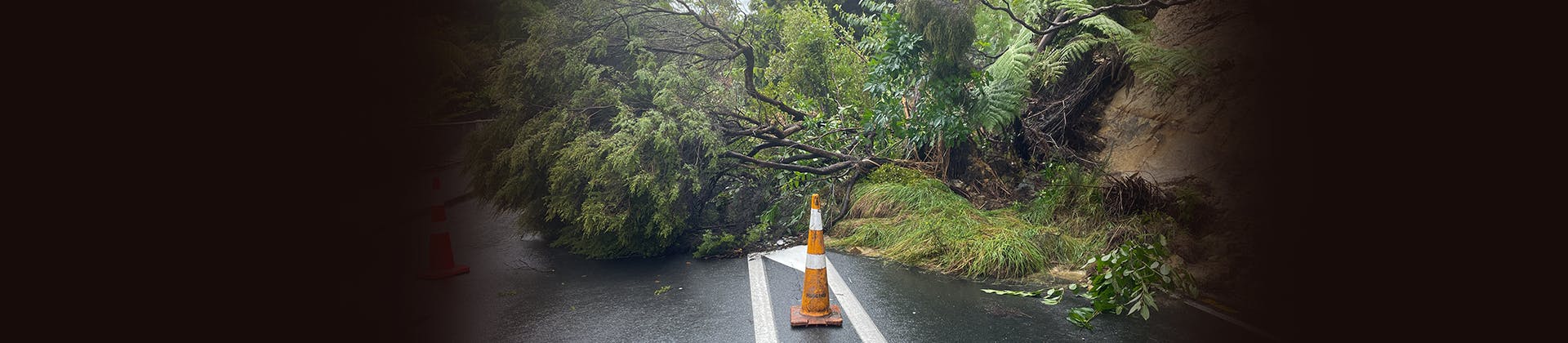 Safety cone in front of a tree on the road