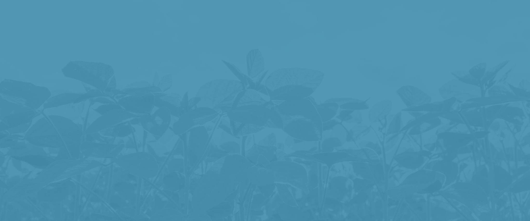 Banner media