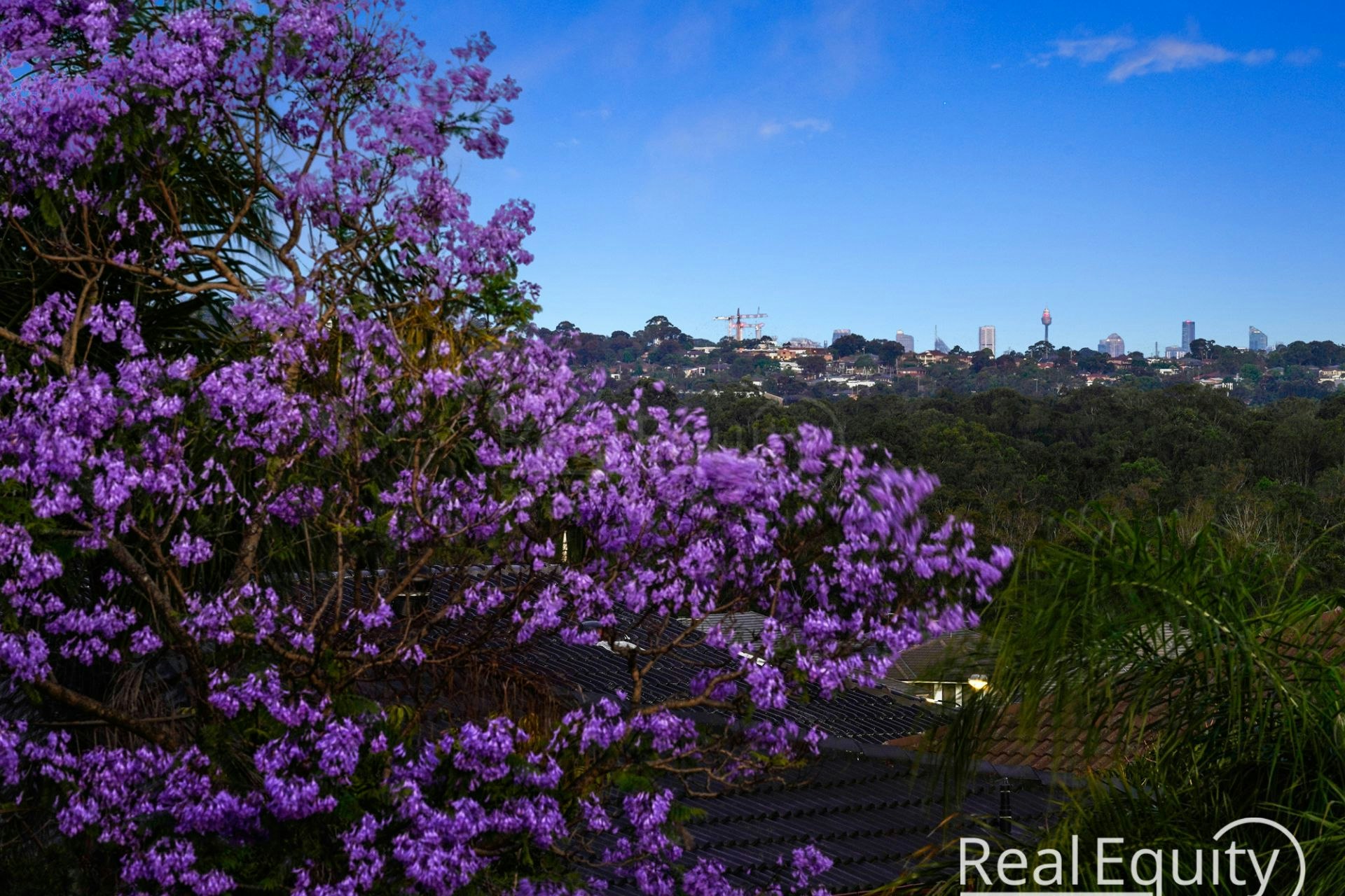 Image of purple