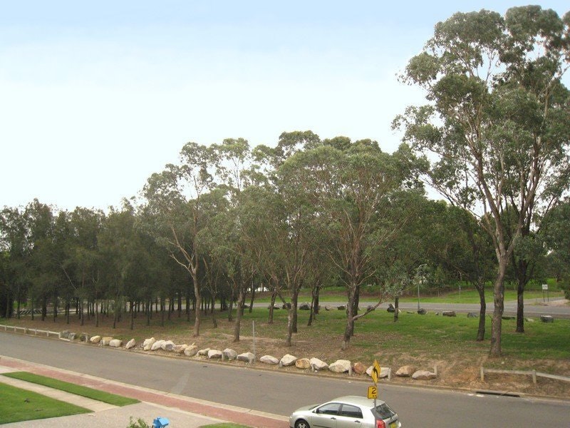 Image of tree