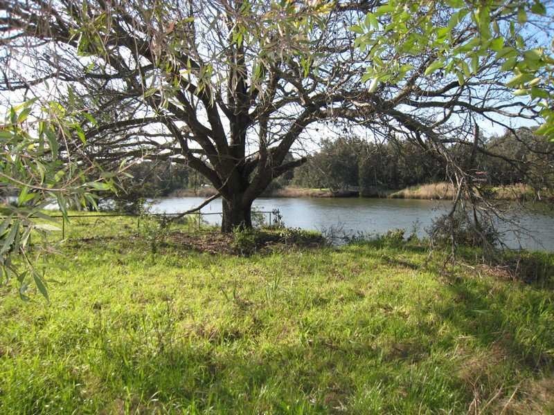 Image of tree