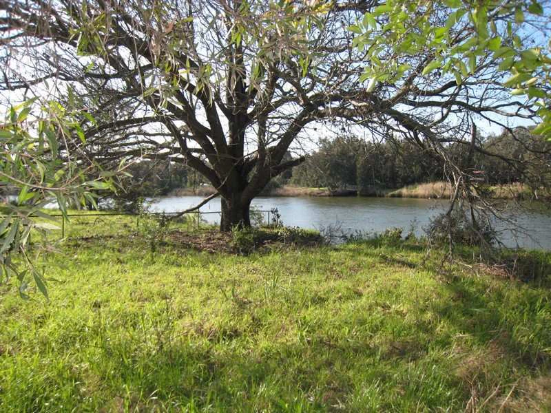 tree