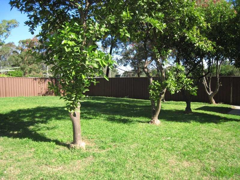 Image of backyard