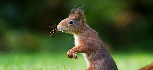 Standing Squirrel