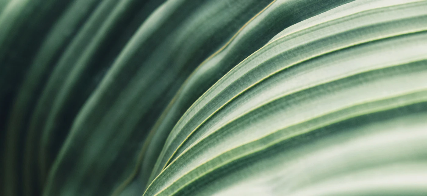 Abstract image of green lines