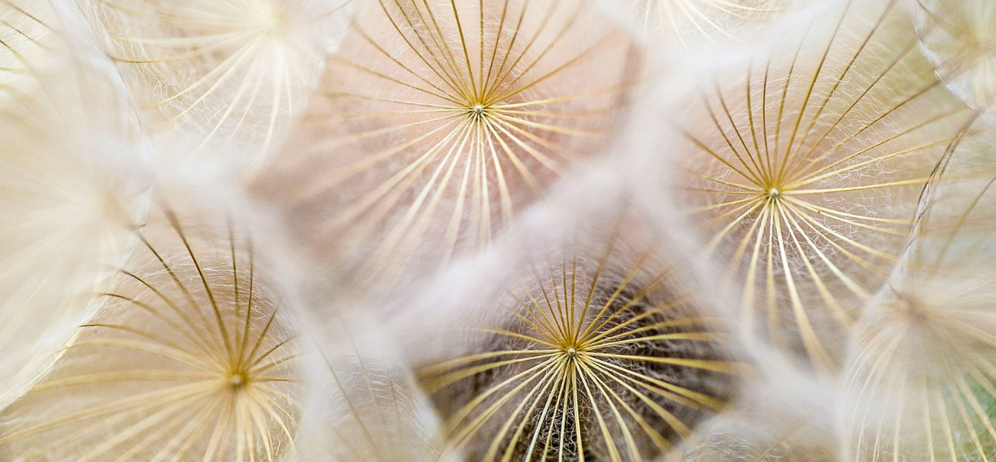 Closeup of dried dandelions