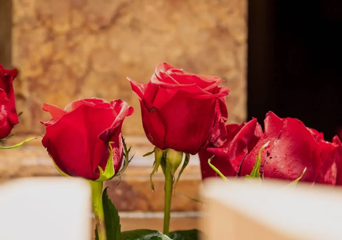 rose cover image