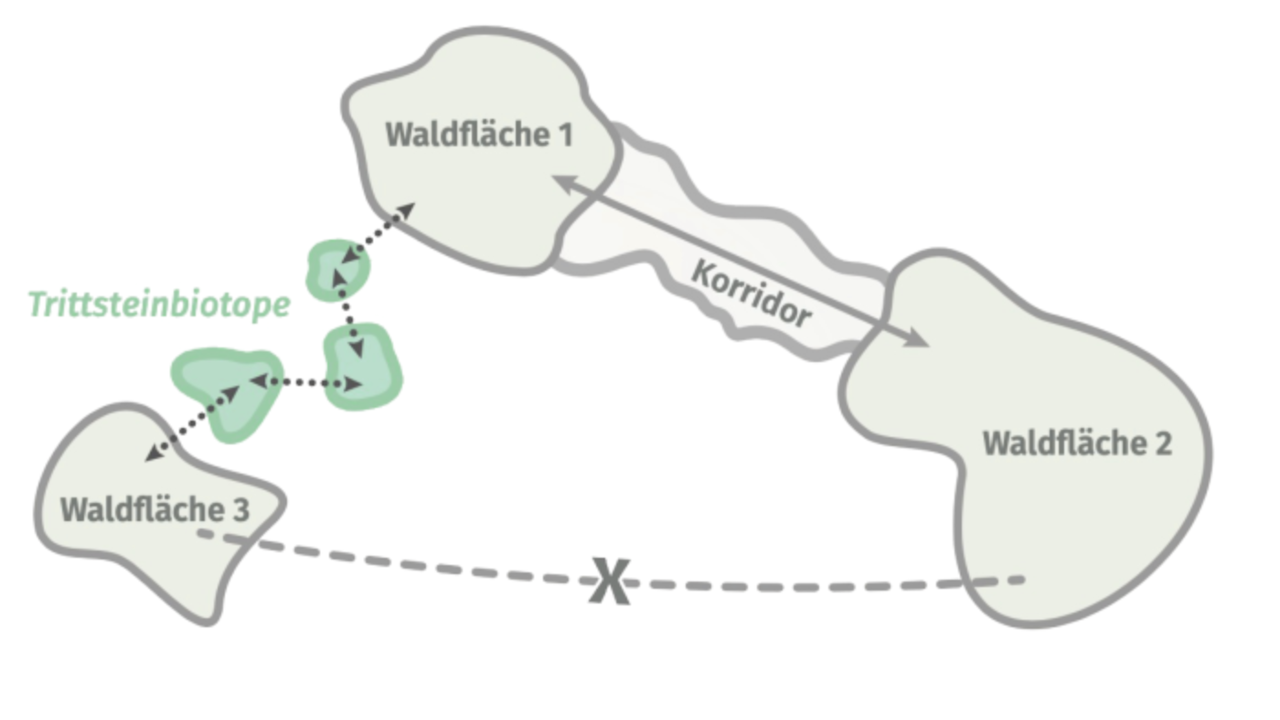 Représentation symbolique des biotopes-relais – points de départ ou étapes intermédiaires de la mise en réseau d’habitats autrement isolés. Ils permettent la propagation d’espèces dont l’aire de répartition est limitée.