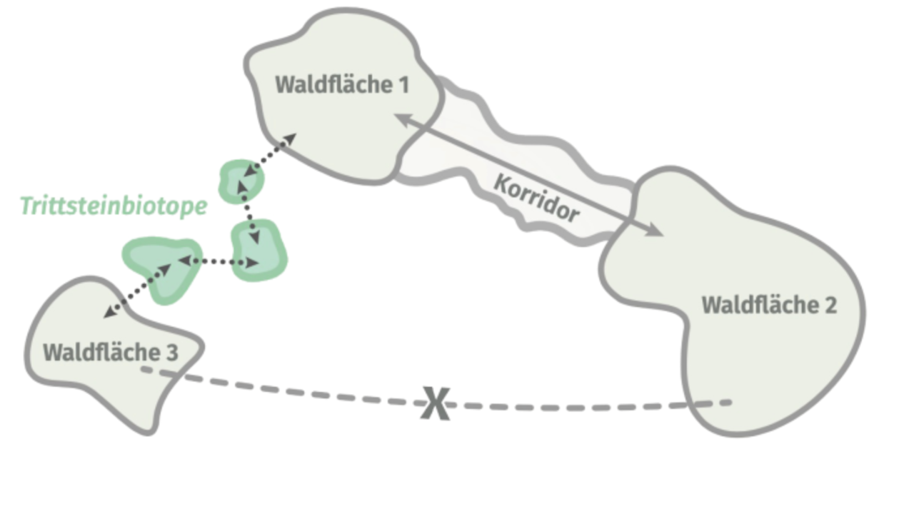 Symbolische Darstellung von Trittsteinen – Ausgangspunkte oder Zwischenstation zur Vernetzung ansonsten isolierter Lebensräume. Sie ermöglichen die Ausbreitung von Arten mit einer begrenzten Reichweite.