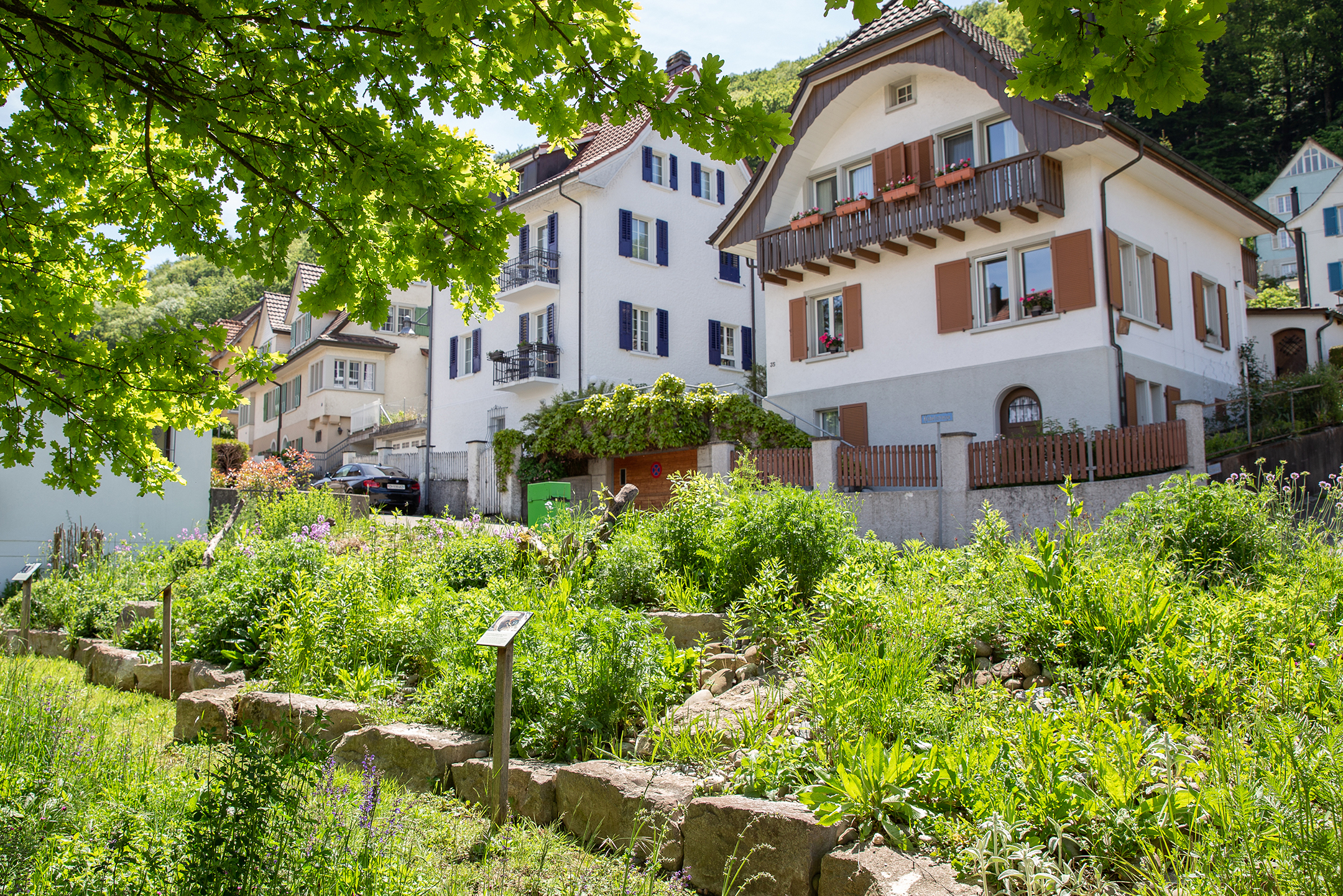 Biodiverse, bepflanzte Böschung vor zwei Mehrfamilienhäusern in Baden AG