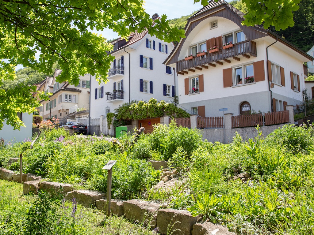 Biodiverse Böschung in Baden, Preisträger Binding Preis für Biodiversität 2021. Biodiverse, bepflanzte Böschung vor zwei Mehrfamilienhäusern in Baden AG
