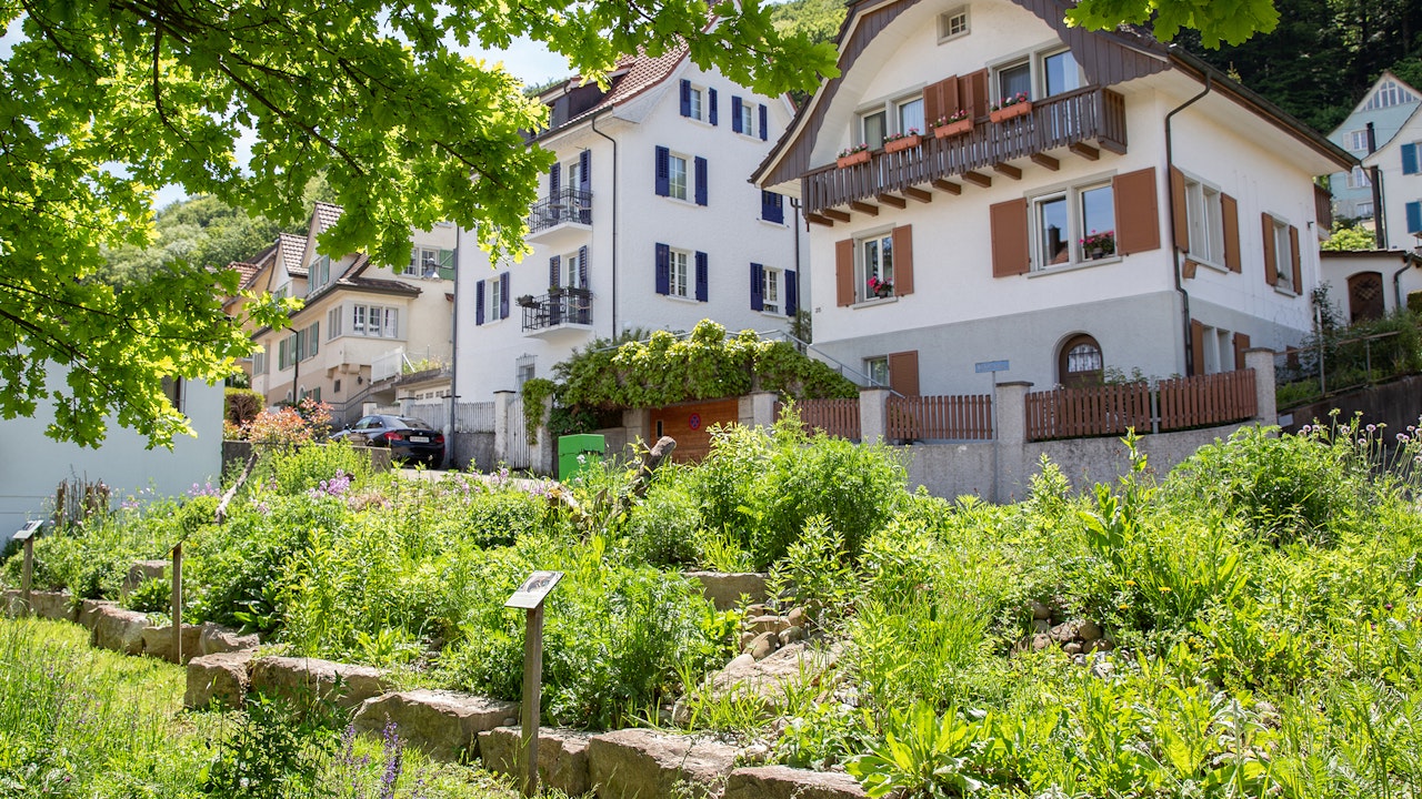 Talus riche en biodiversité à Baden, lauréat du Prix Binding pour la biodiversité 2021.