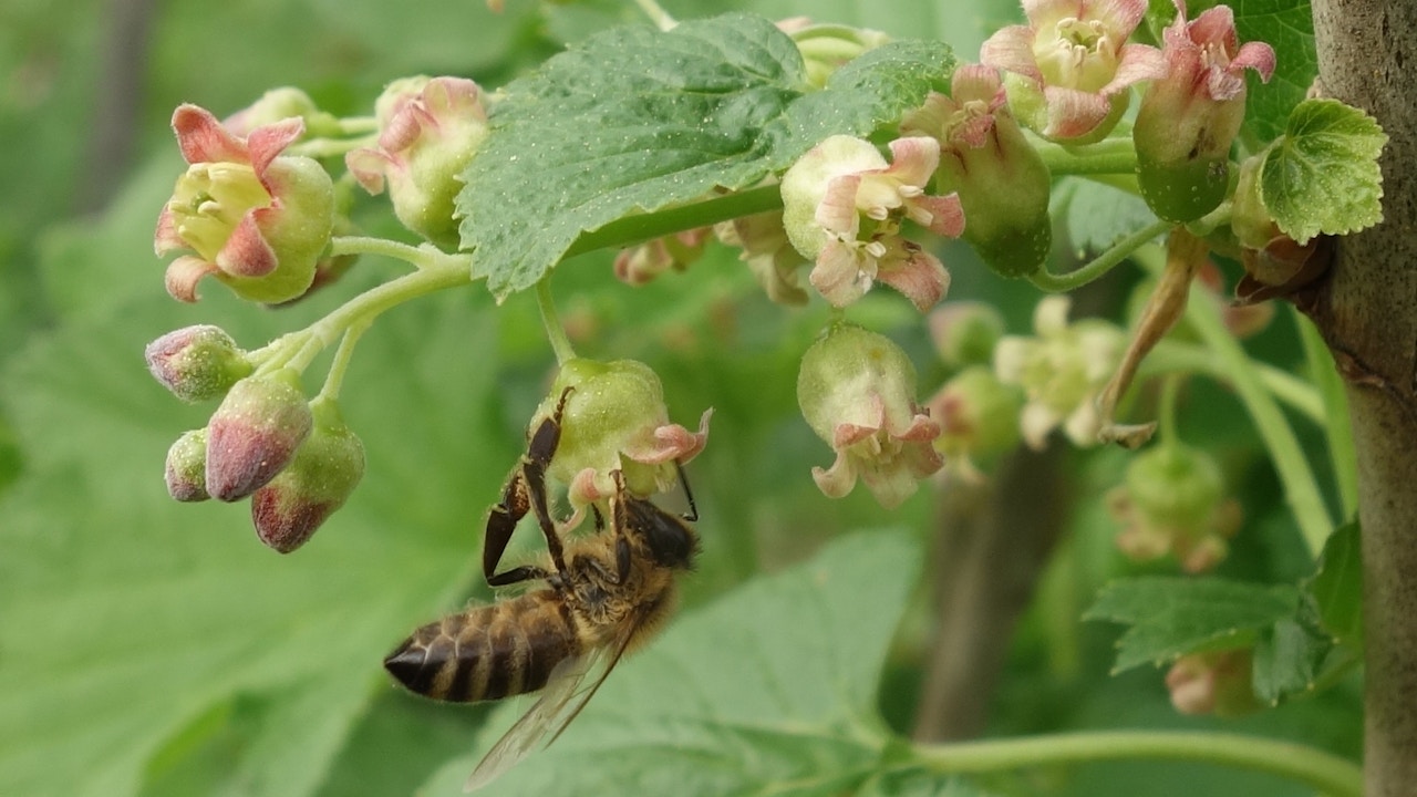 Honigbiene an Cassisblüte