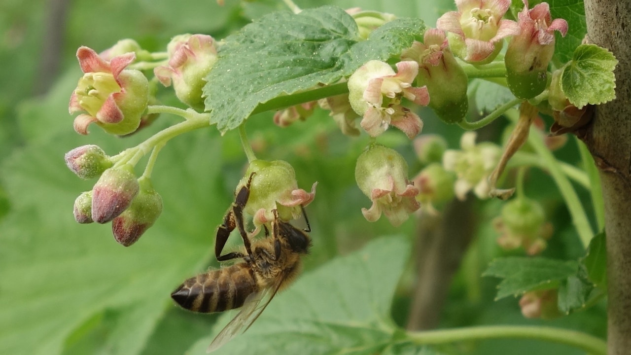 Honigbiene an Cassisblüte
