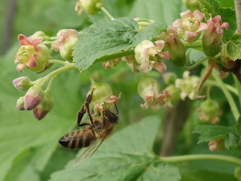 Honigbiene an Cassisblüte
