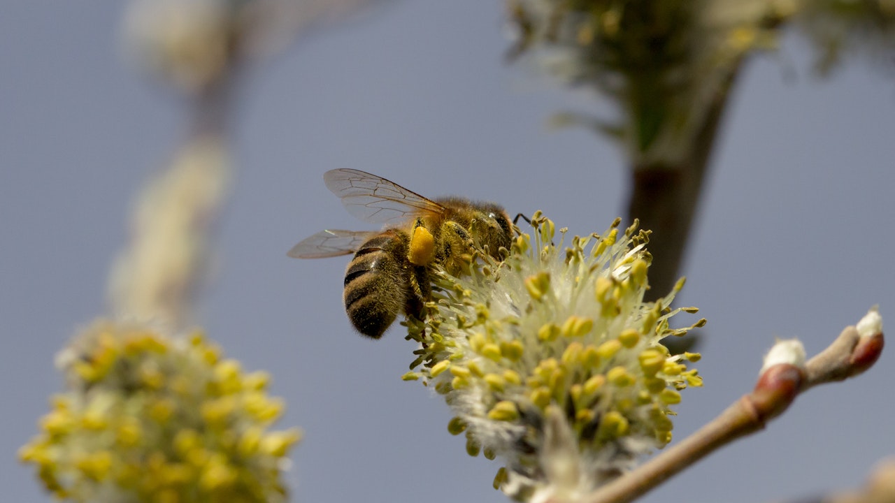 Weidenkätzchen sind eine willkommene frühe Nektarquelle für Insekten, auch für die einheimische Dunkle Biene.