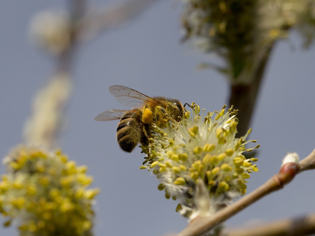 Weidenkätzchen sind eine willkommene frühe Nektarquelle für Insekten, auch für die einheimische Dunkle Biene.