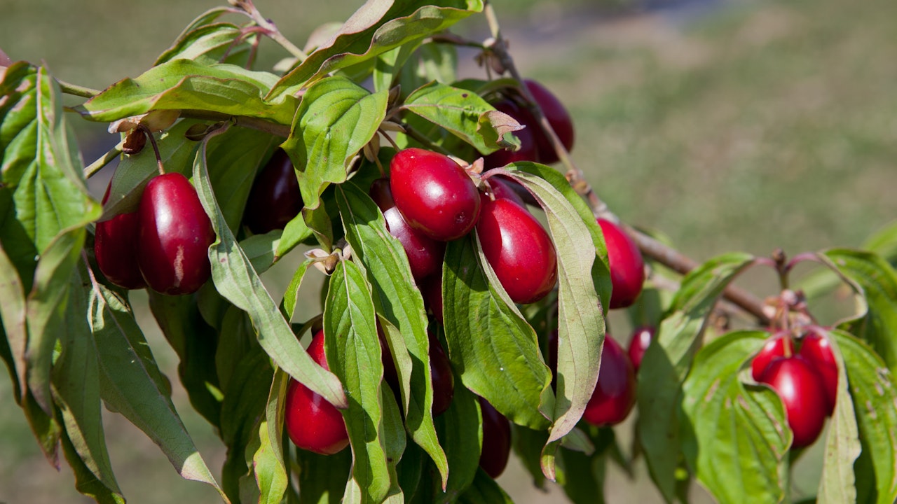 Die Früchte der Kornelkirsche ‘Schönbrunner Gourmet Dirndl’ haben einen hohen Zuckergehalt und sind ideal für Frischkonsum oder zur Verarbeitung. Die Sorte wurde in Wien gezüchtet.