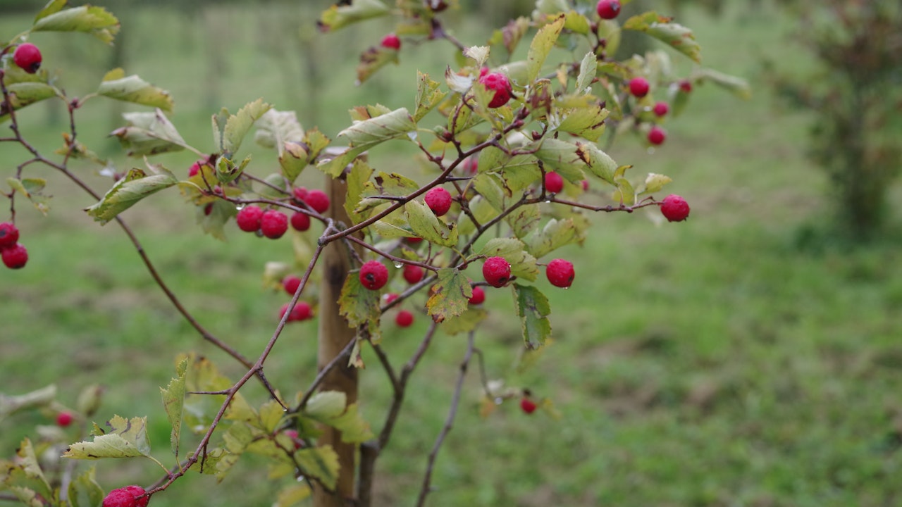 Grosse Vielfalt auf kleinem Raum: Im Wildobstarboretum wachsen rund 550 verschiedene Wildobstsorten, darunter auch die Welsche Mispel ‘Steyregg’.