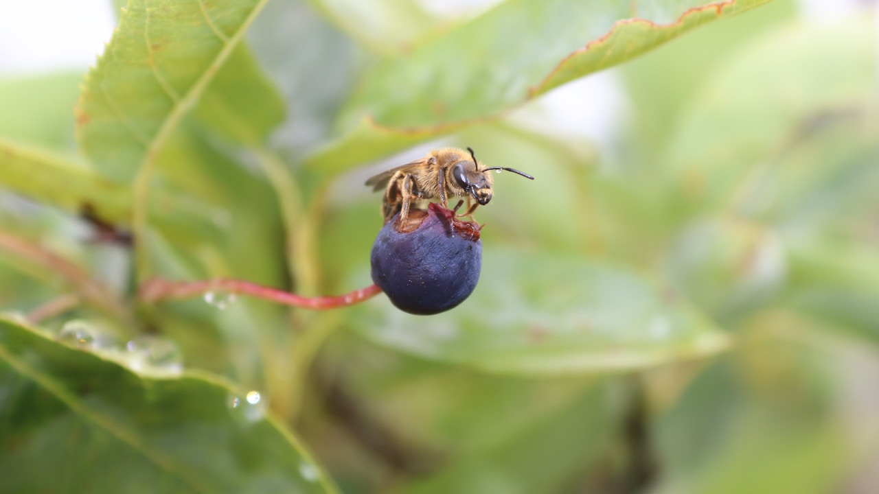 Nicht nur die Blüten, auch die Wildobstfrüchte wie diese Felsenbirne dienen den Insekten als Nahrungs- und Flüssigkeitsquelle.