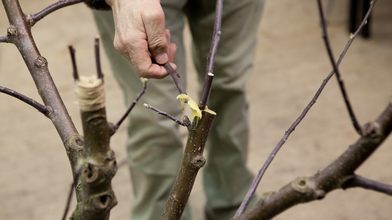 Wer die Technik des Veredelns beherrscht, kann verschiedene Sorten auf einen Baum propfen. Vorausgesetzt, sie entstammen derselben Art: Einen Birnbaum mit Apfelsorten zu veredeln ist nahezu unmöglich.