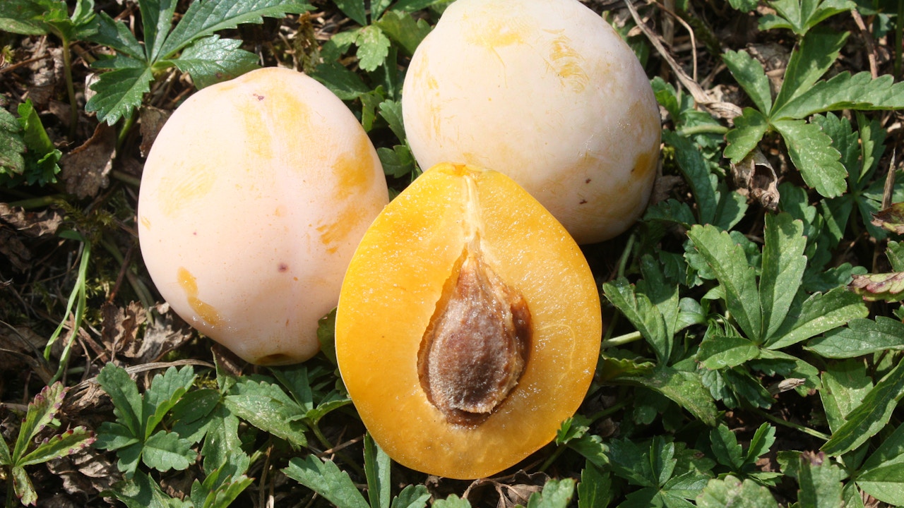 Gelbe aus Oltingen: Seltene Schweizer Zwetschge – Die süße, goldgelbe Steinfrucht mit aromatischem Geschmack und weichem Fruchtfleisch.