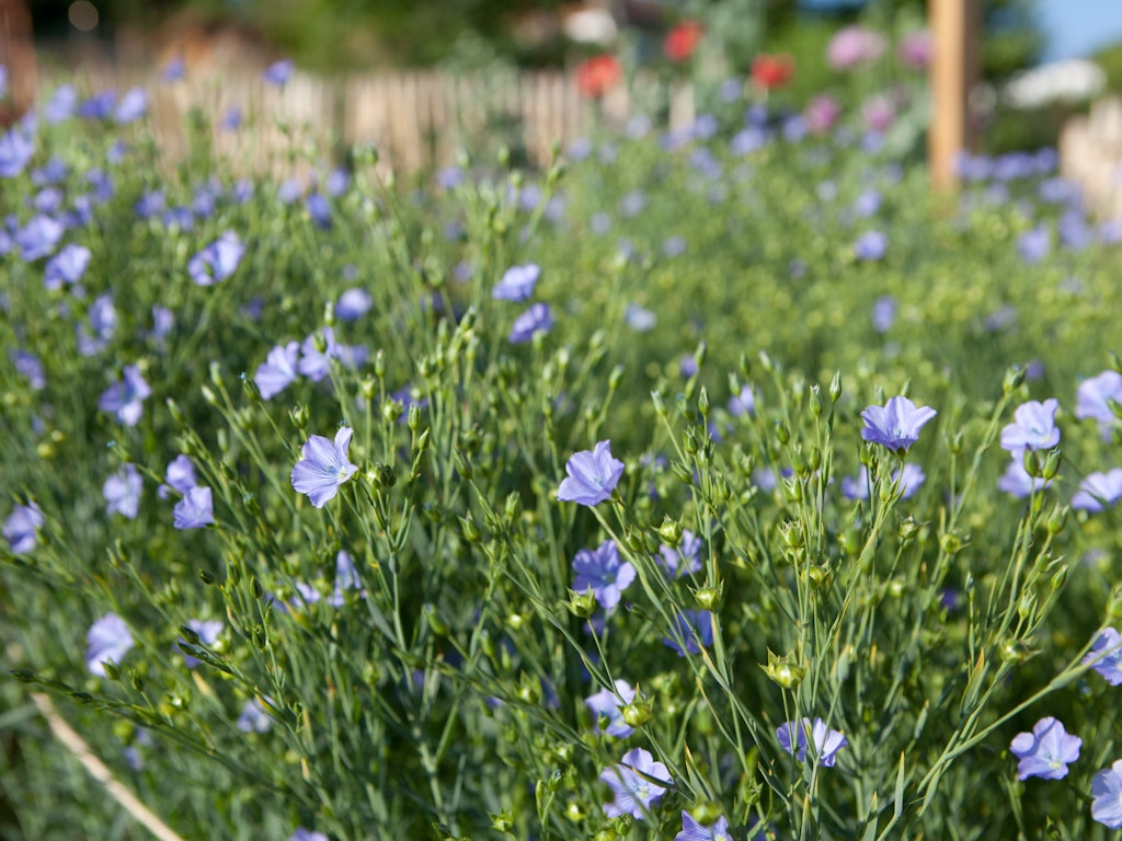 Lein, wie hier im Bild die Sorte «Marbod», eignet sich gut als Gründüngung zur Bodenverbesserung.