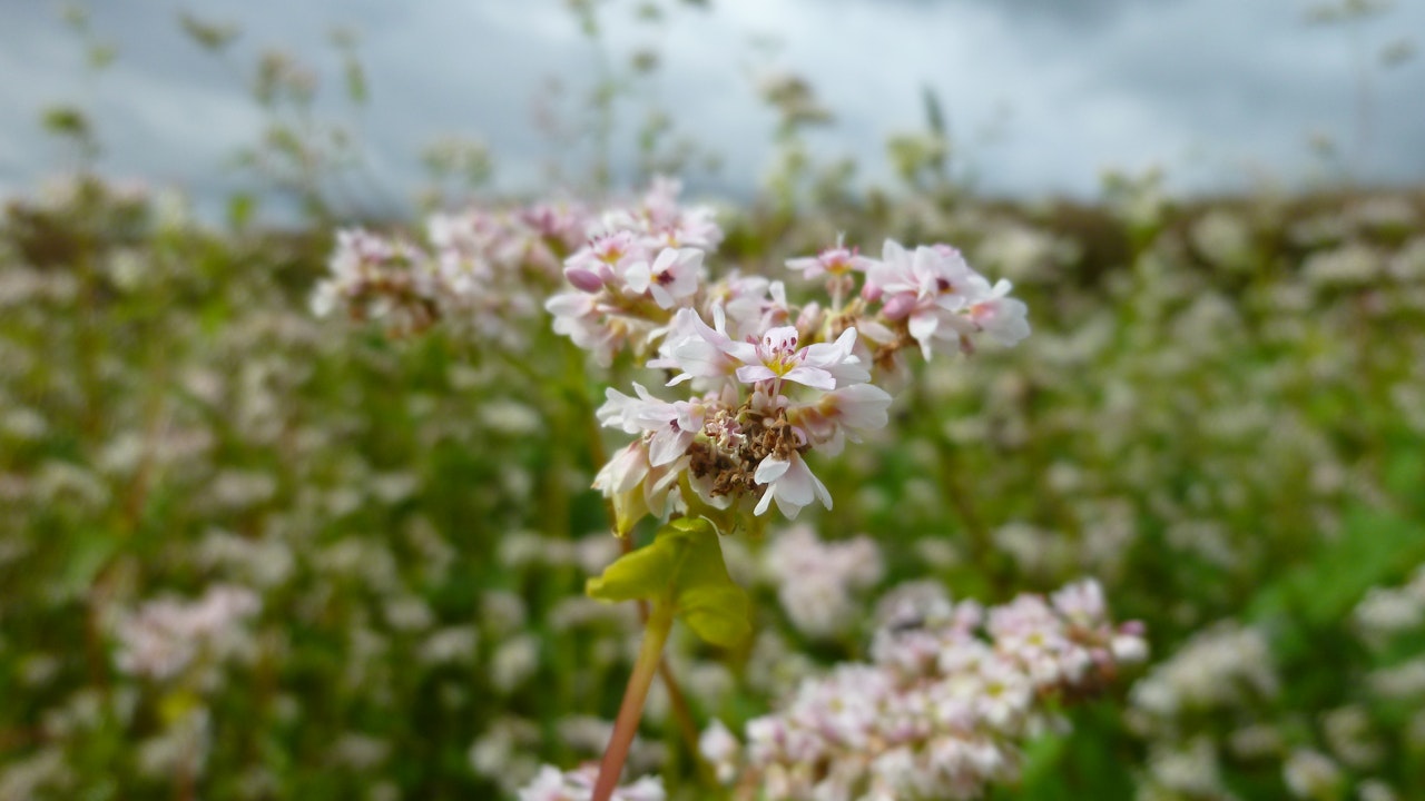 Die Blüten des Buchweizens – hier die Thurgauer Lokalsorte ‘Hagenwil’ – sind für Insekten interessant.