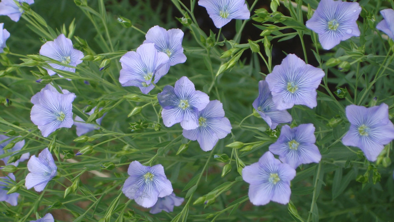 Blühender Lein im Garten – Die zarten, himmelblauen Blüten des Flachs ziehen Bestäuber an und bereichern die Biodiversität.