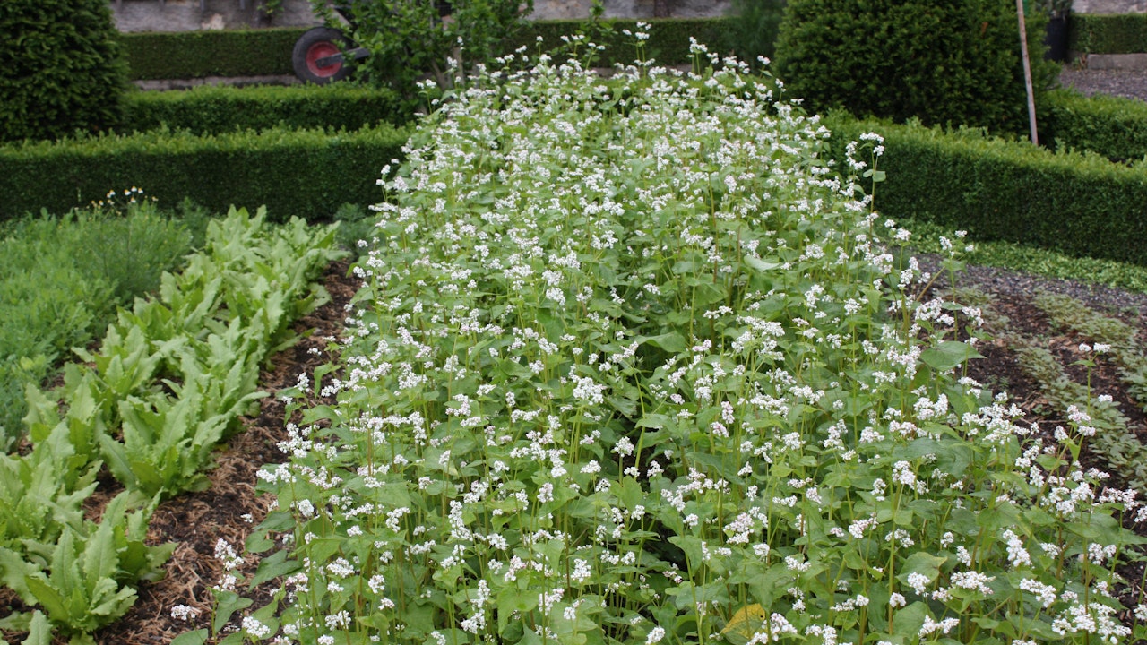 Ein ETH-Projekt untersucht die Vewandtschaftsbeziehungen von vielen Buchweizensorten – auch von der Sorte ‘Viano’ aus dem Puschlav. Ihr Mehl bildet die Grundlage der Puschlaver Spezialität Pizzocheri.