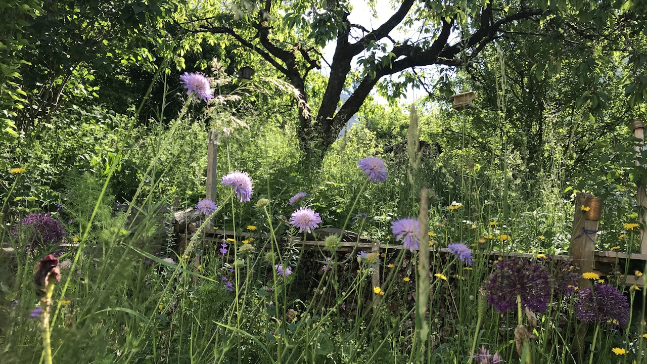 Kleinstrukturen wie eine Blumenwiese, Holzstapel oder alte Obstbäume sind wichtige Trittsteine für Tiere.