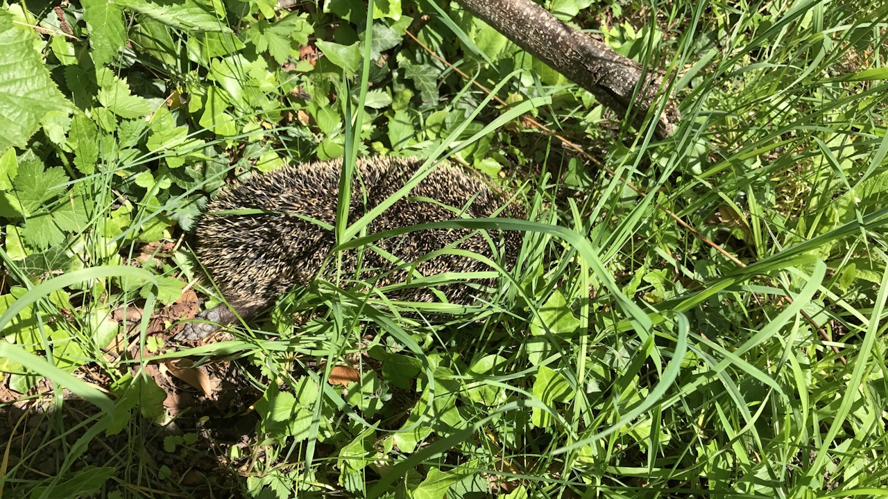 Igel wandern pro Nacht lange Strecken um Nahrung zu finden. Sie brauchen darum barrierefreie Durchgänge.