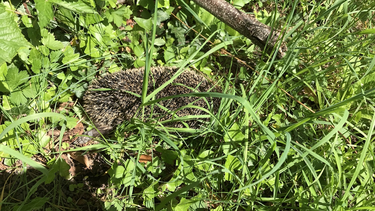 Igel wandern pro Nacht lange Strecken um Nahrung zu finden. Sie brauchen  darum barrierefreie Durchgänge.