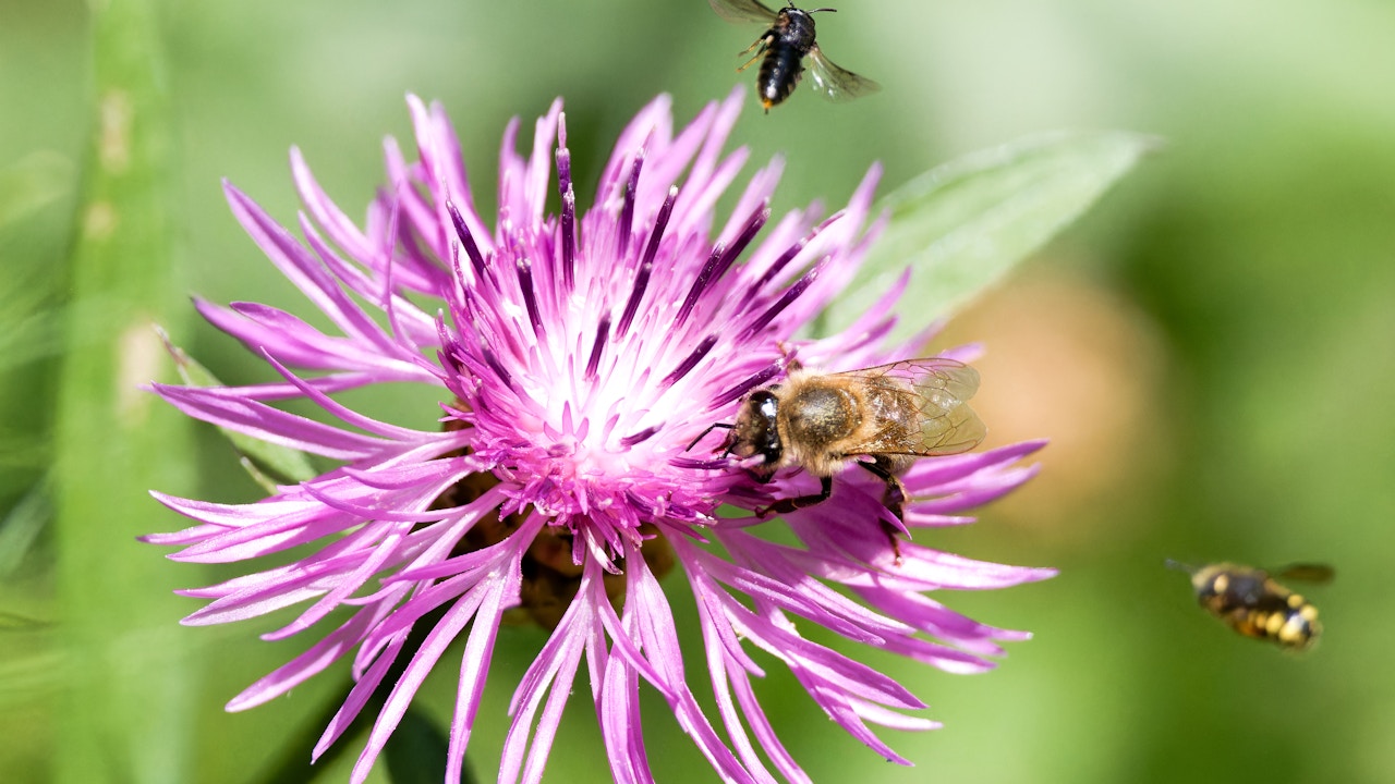 Bestäuberparadies: Eine Gemeine Flockenblume (Centaurea jacea) lockt Wildbienen, Schwebfliegen und Honigbienen an – ein wertvoller Beitrag zur Biodiversität im naturnahen Garten.