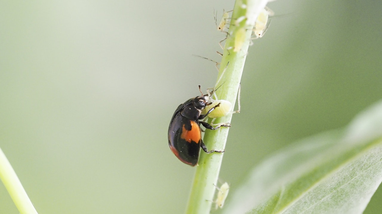 Nützling im Einsatz: Ein Marienkäfer frisst Blattläuse – natürliche Schädlingsbekämpfung im naturnahen Stadtgrün.