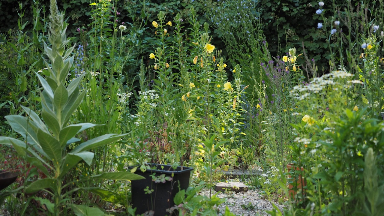 Ein insektenfreundlicher Stadtgarten mit artenreicher Ruderalflur – Lebensraum für Wildbienen, Schmetterlinge und andere Bestäuber.