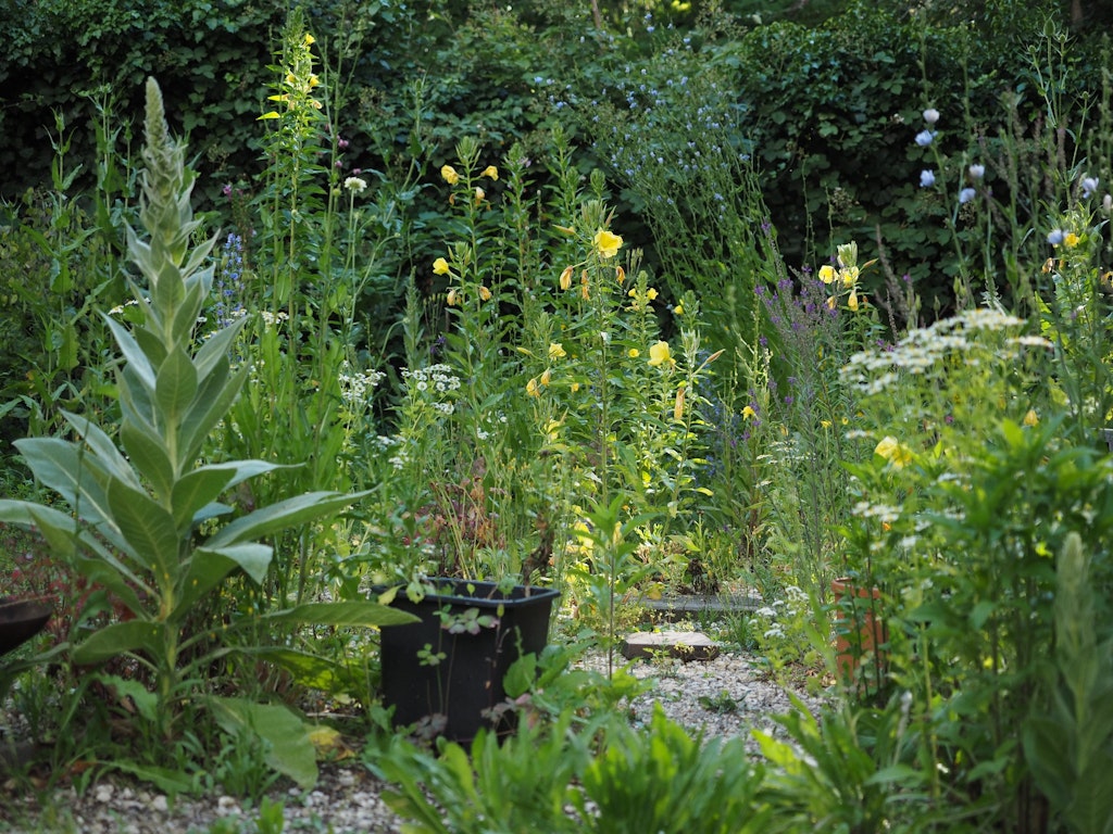 Ein insektenfreundlicher Stadtgarten mit artenreicher Ruderalflur – Lebensraum für Wildbienen, Schmetterlinge und andere Bestäuber.