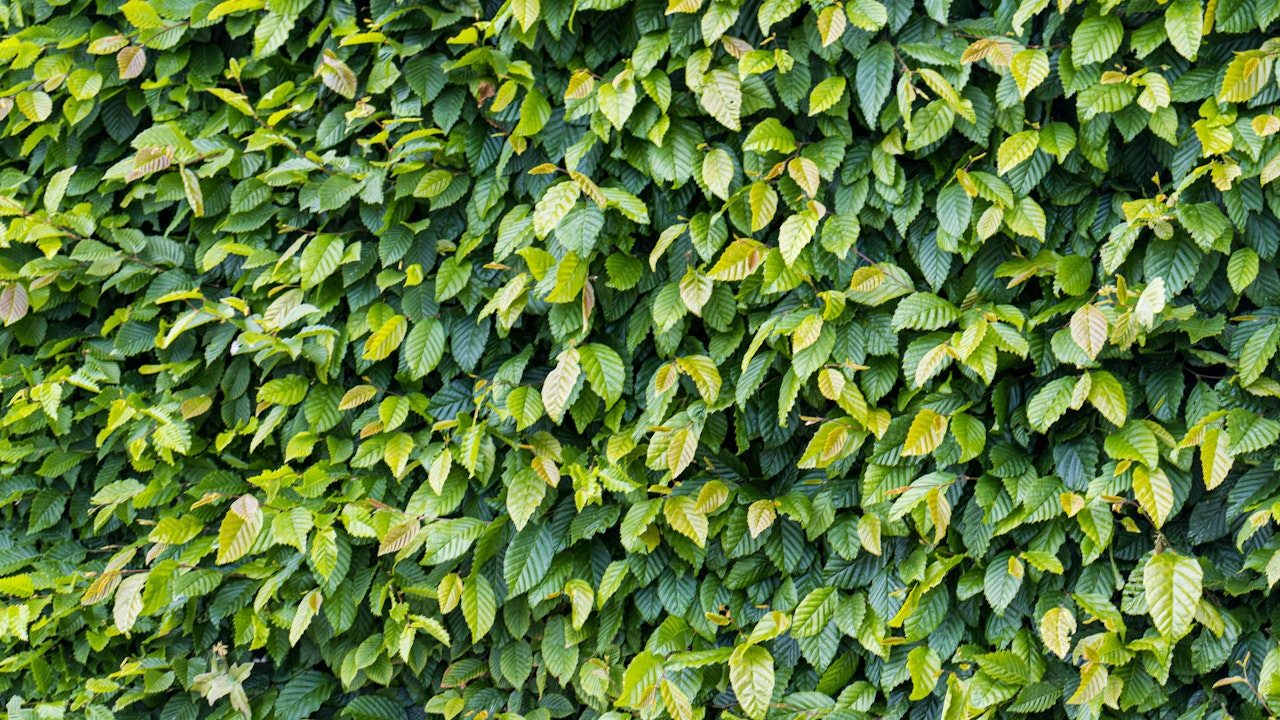 Hecken, Bäume und begrünte Fassaden reduzieren störenden Stadtlärm und tragen zu einer ruhigeren Umgebung bei. ©michal-pokorny-unsplash