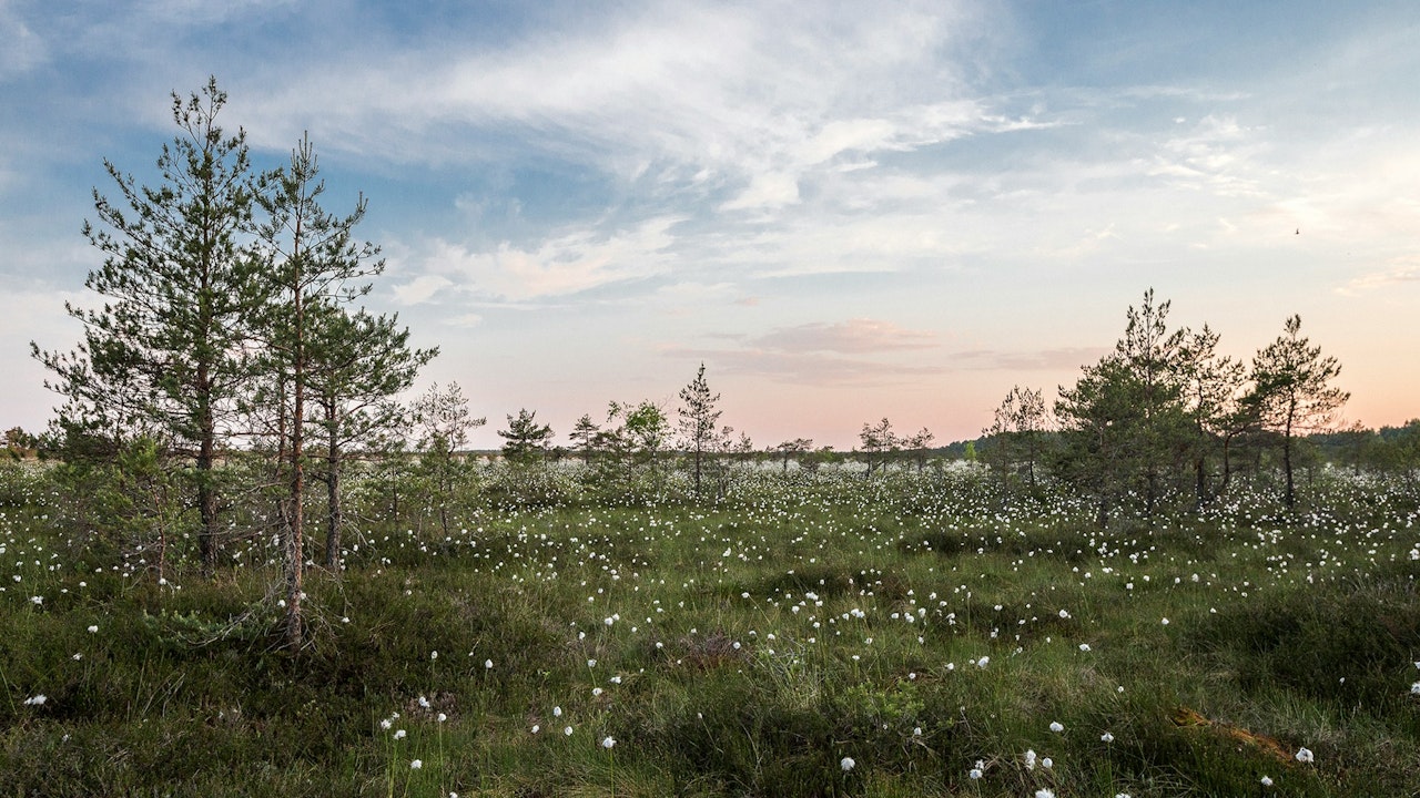 Vielfältige Vegetation schützt vor Bodenerosion, speichert Regenwasser und hilft, Überschwemmungen zu reduzieren.