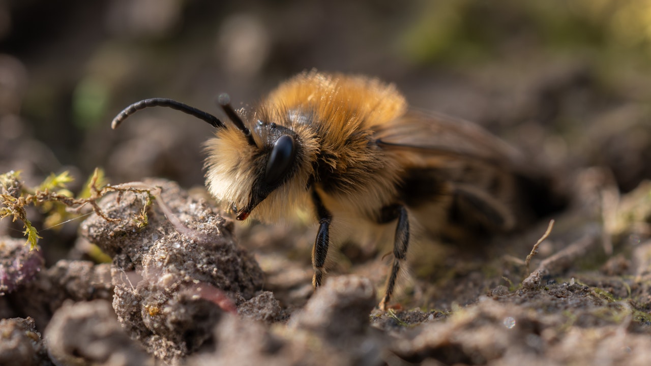 Rund die Hälfte der Wildbienen in der Schweiz Nisten im Boden, dazu gehört auch die Frühlings-Seidenbiene.