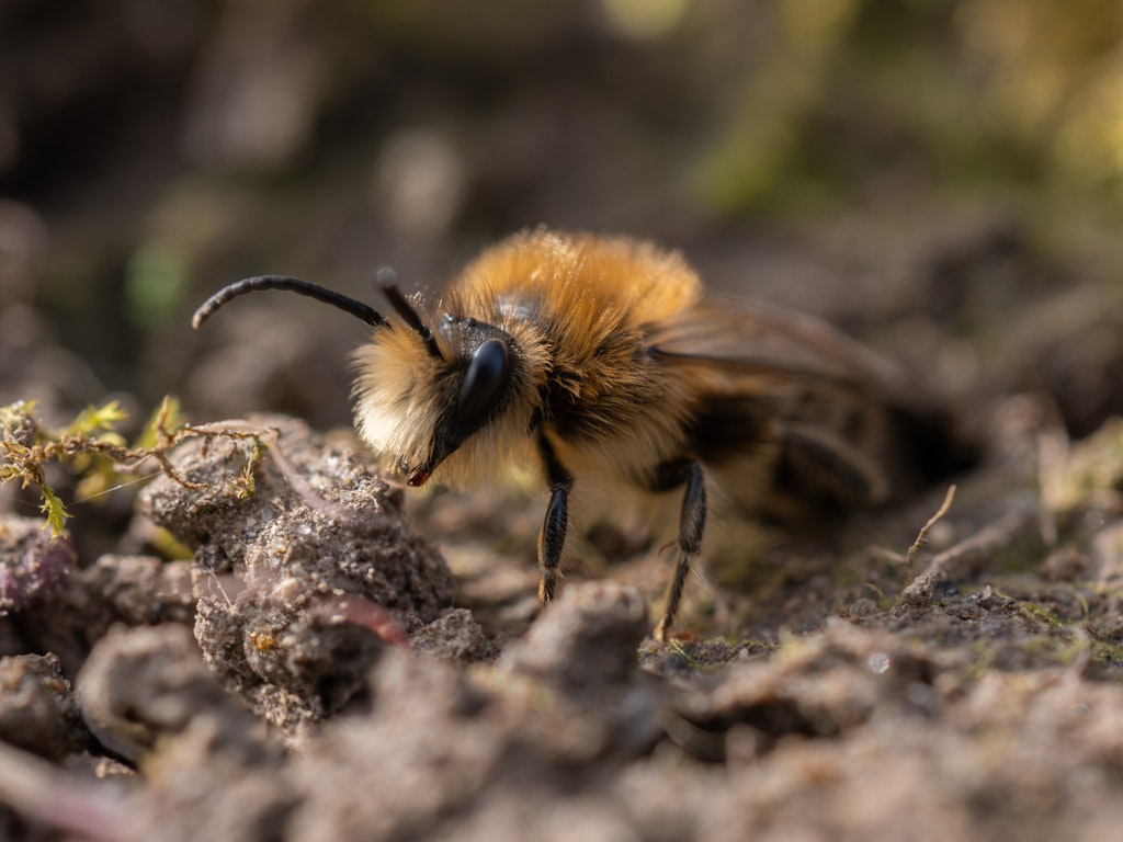 Rund die Hälfte der Wildbienen in der Schweiz Nisten im Boden, dazu gehört auch die Frühlings-Seidenbiene.