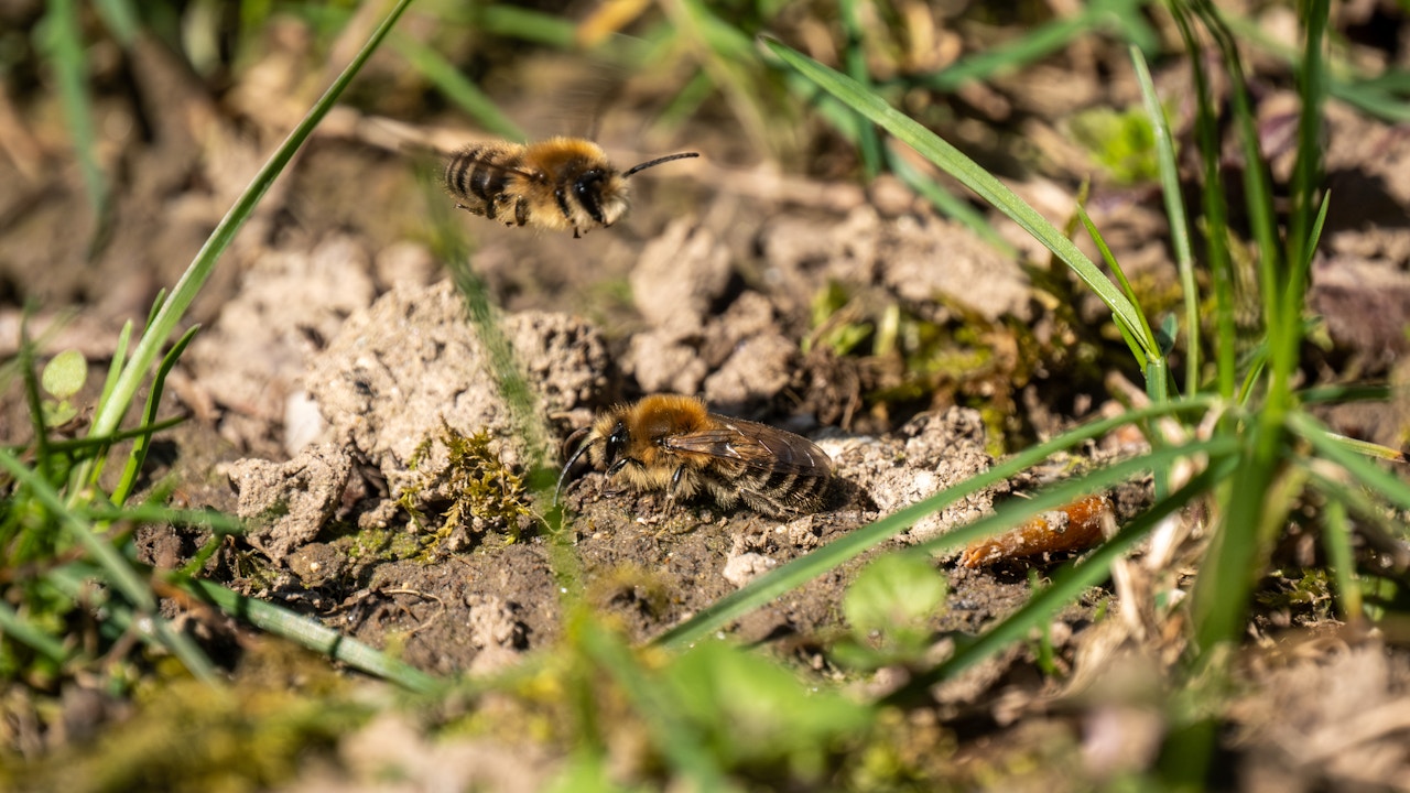 Die Seidenbiene ist eine heimische Wildbienenart und eine wichtige Bestäuberin.