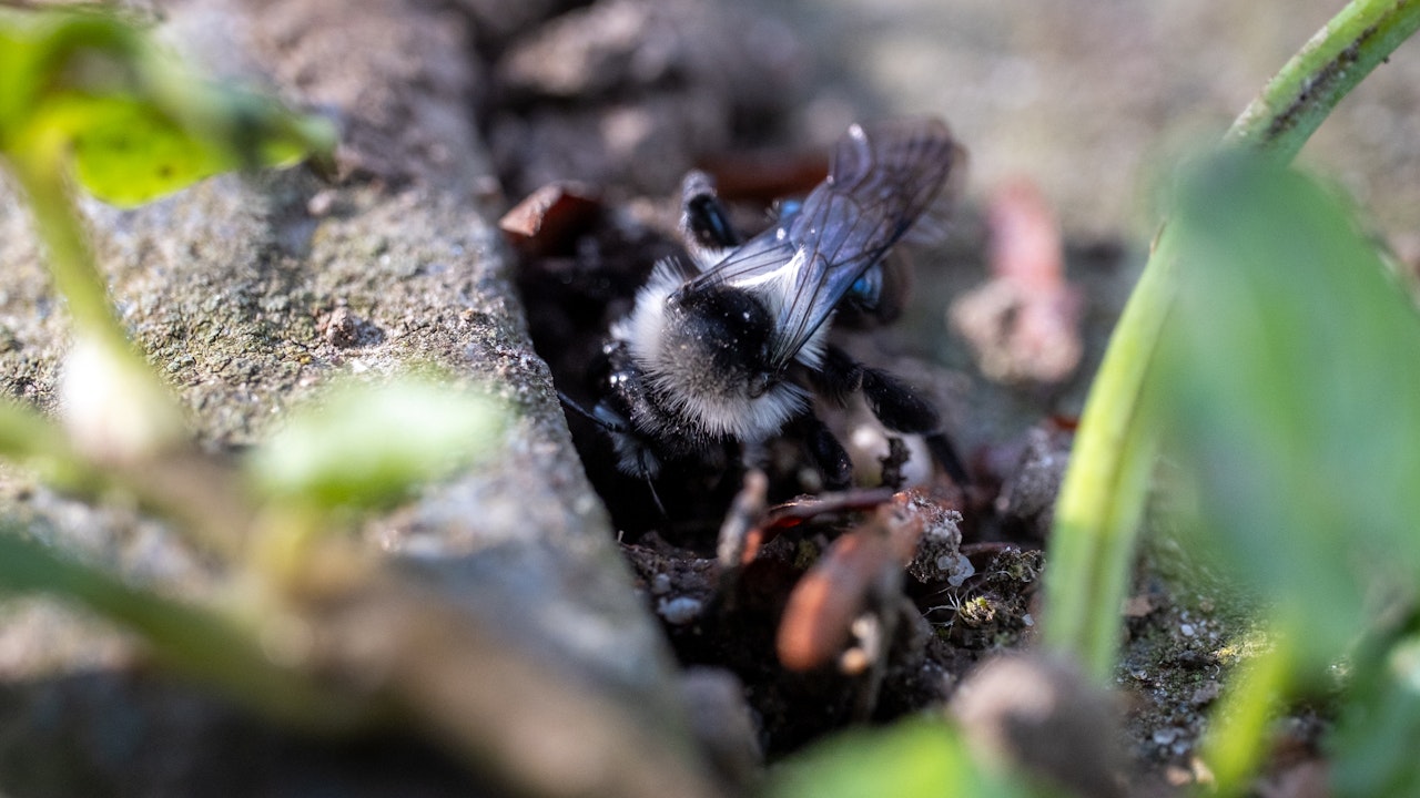 Sandbiene zwischen Steinplatten