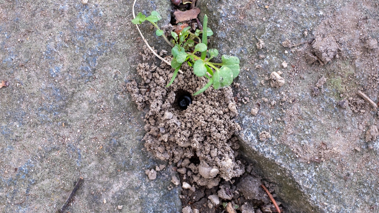 Nest zwischen den Steinplatten